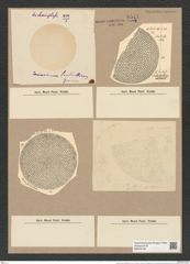 Coscinodiscus simbirskianus Grun. (de-Toni-Nr.: Genus 202, Species 4931) Zeichnungen Sammlung Grunow Nr. 8514 (NHMW-BOT-W0378136)